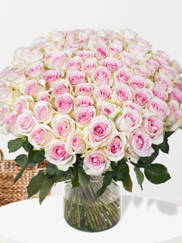 100 zachtroze rozen - XL rozen - Sweet Revival