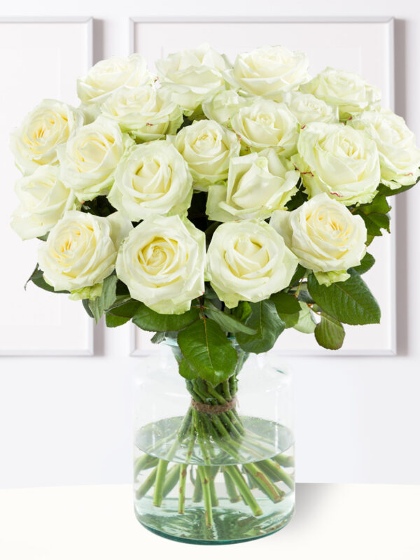 20 witte rozen XL - Avalanche