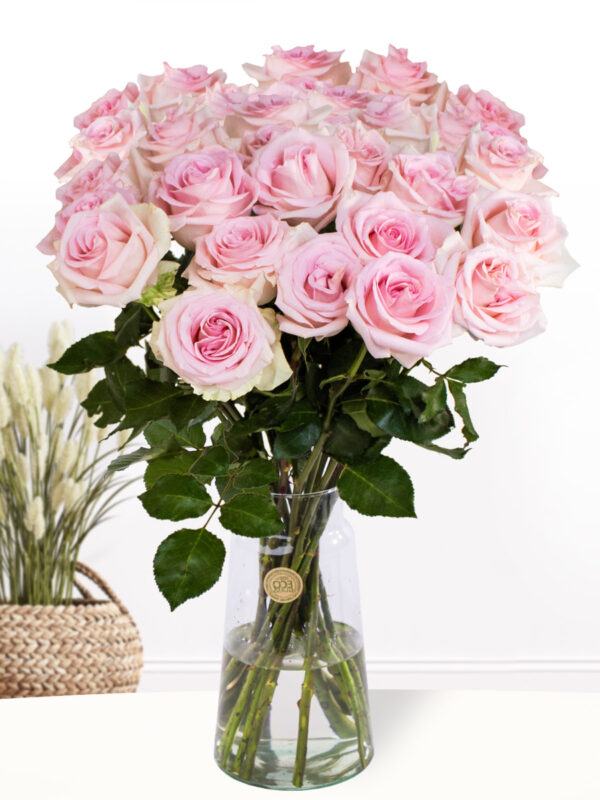 30 zachtroze rozen - XL rozen - Sweet Revival