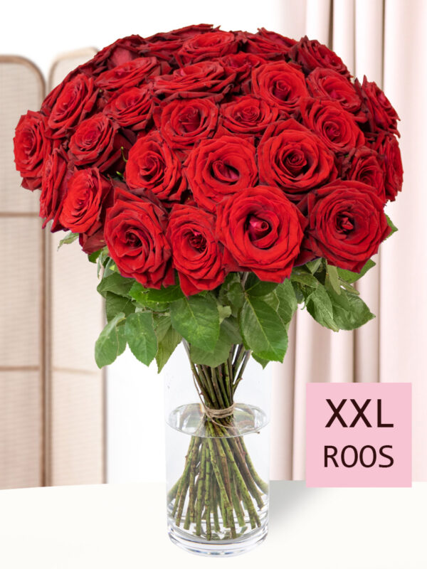 40 rode rozen - XXL rozen - Red Bentley