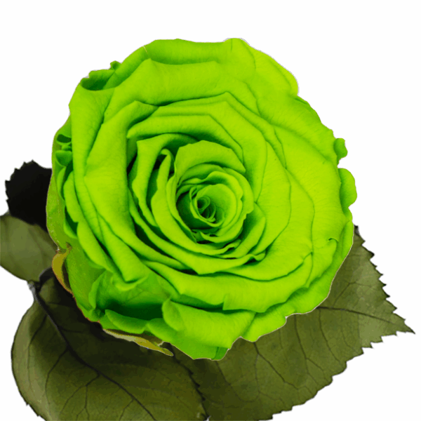 Longlife roos amazing green
