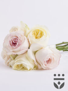 Volgende productafbeelding