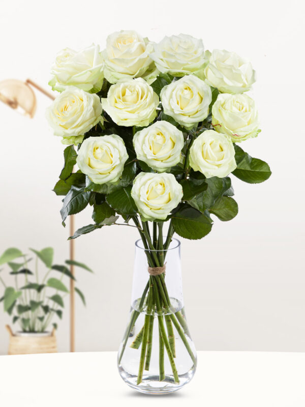 Een dozijn witte rozen - XL rozen - Avalanche