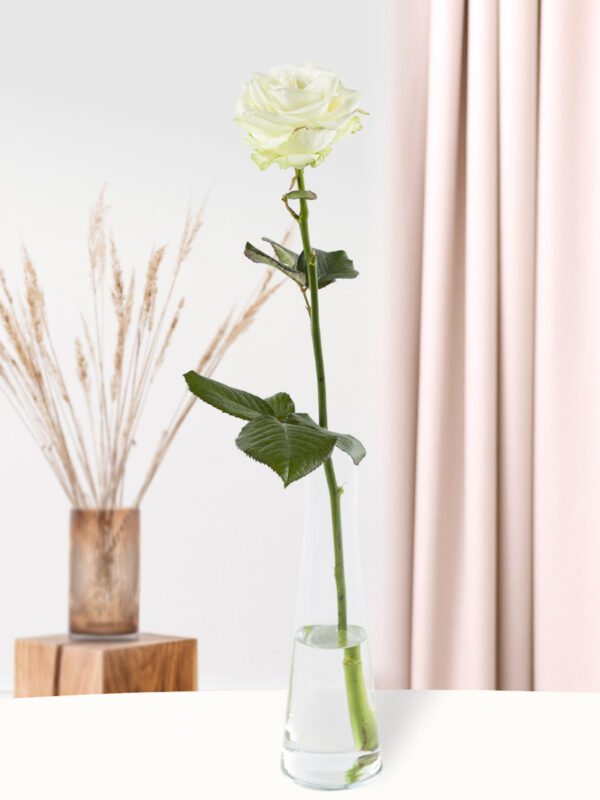 Enkele premium witte roos, inclusief vaasje