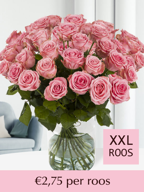 100 tot en met 500 roze rozen (Sophia Loren)