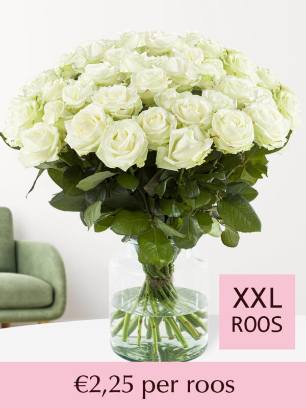 100 tot en met 499 XXL witte rozen