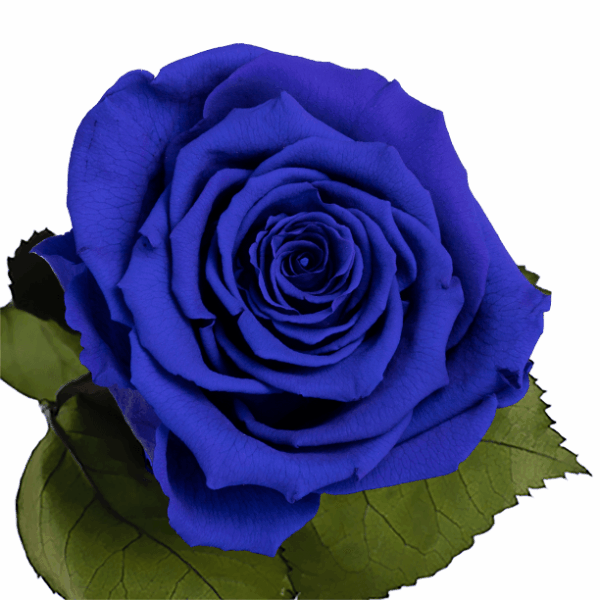 Longlife roos Deep Ocean of Love