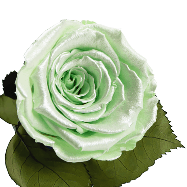 Longlife roos metallic lime