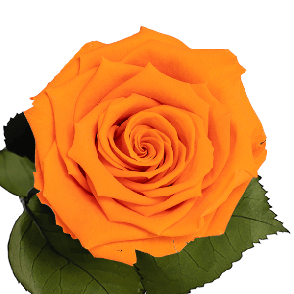 Longlife roos The Orange Bloom