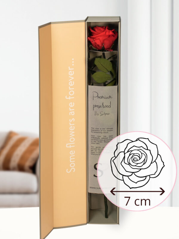 Rode premium long life roos in geschenkdoos | 50 cm