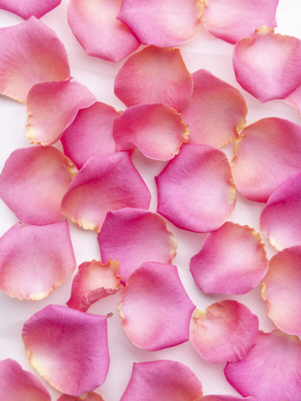 Roze rozenblaadjes - Revival