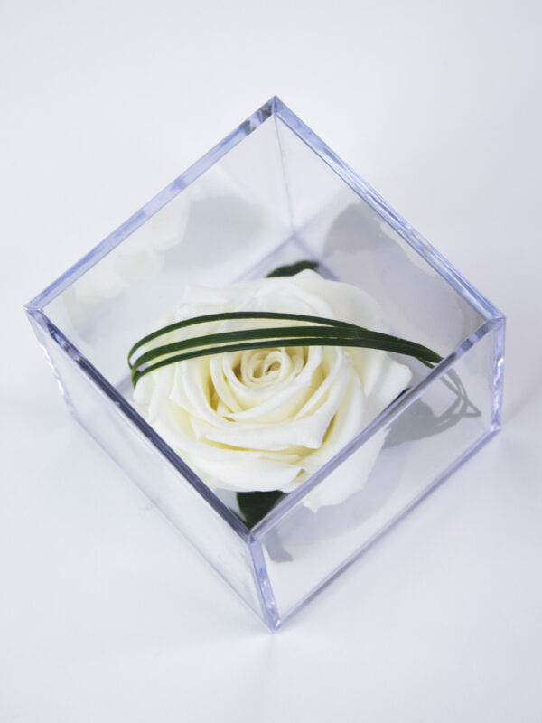 Witte eeuwige roos in acrylbox | Long life roos