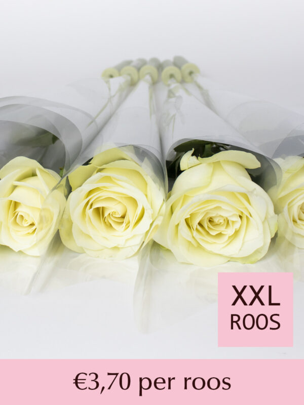 Witte rozen per stuk verpakt - Snowstorm - 10 t/m 99 stuks