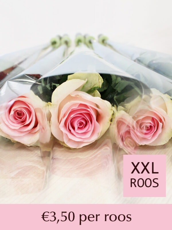 Zachtroze rozen per stuk verpakt - Sweet Revival - 10 t/m 99 stuks